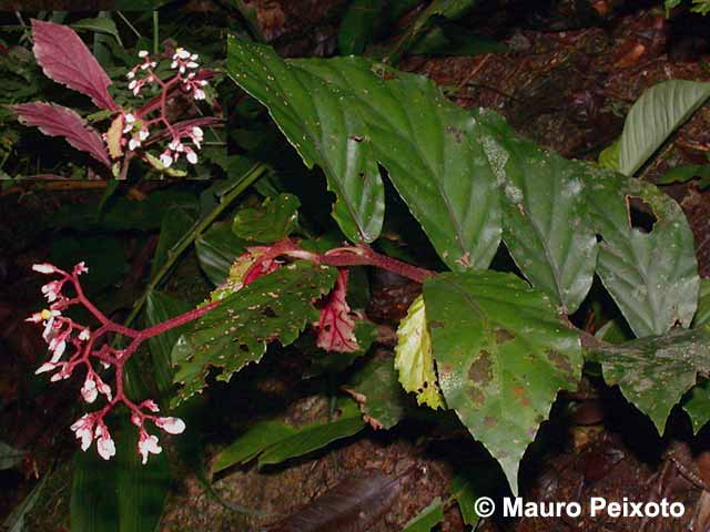 B. spinibarbis
